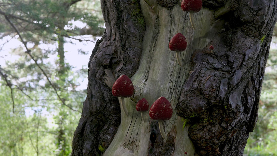 Mushroom growth on tree